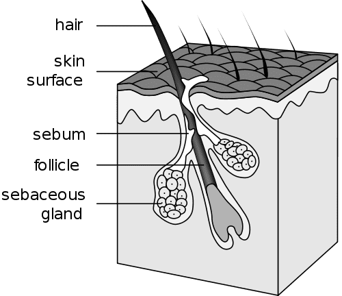 A pore.