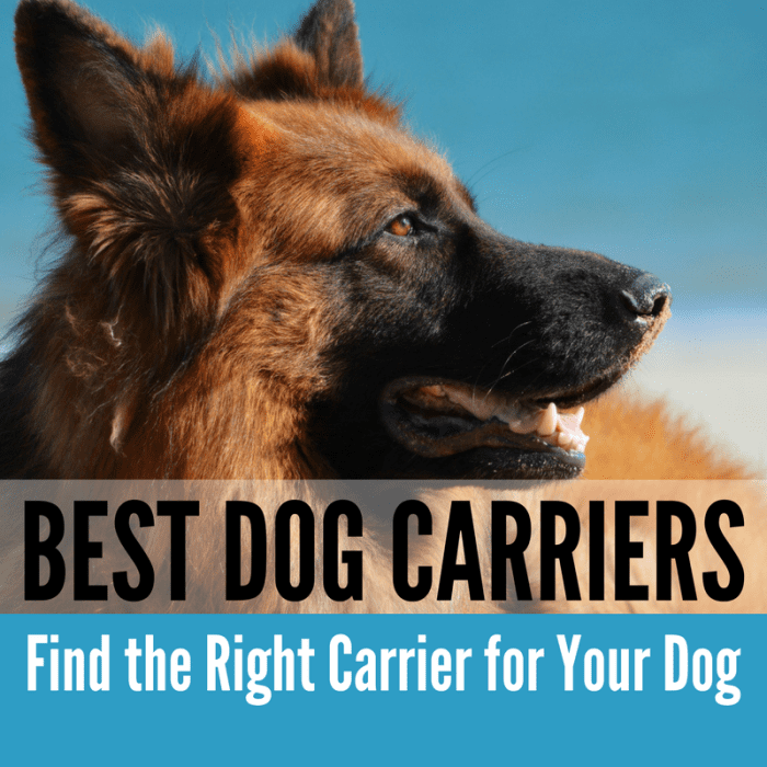 Here's everything you need to know about choosing the best size, style and brand of carrier for your dog.