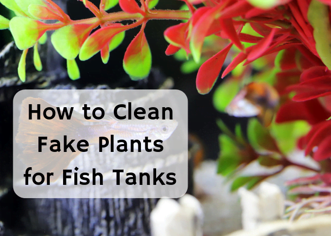 Learn how to clean your fish tank decorations safely.