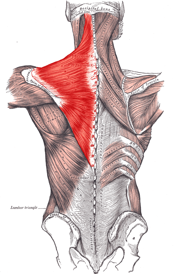 I'm going to do my best to summarize what the Trapezuis does...This muscle binds the shoulder blades to the spine. When one has to move, the Trap helps move it and keep the other in place...upwards, downwards and retracting the shoulder blades.
