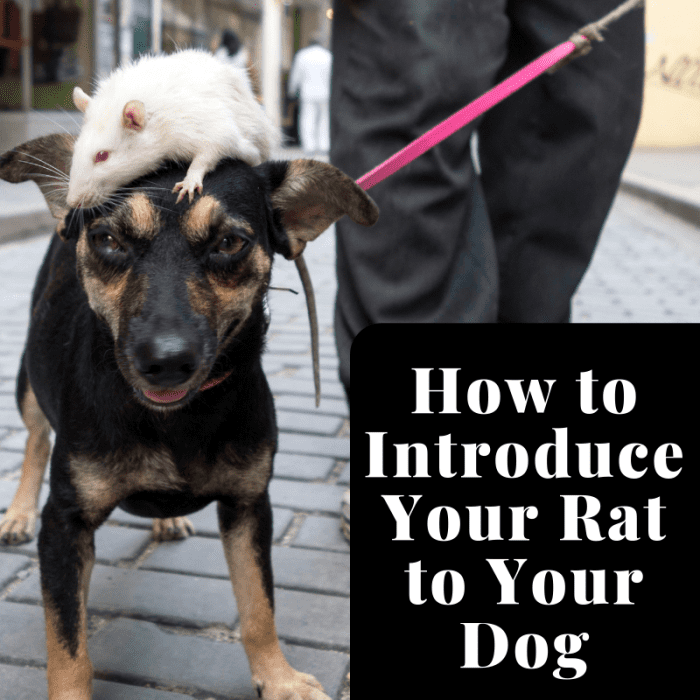Safety is the utmost priority when introducing your rat to your dog. If successful, maybe your dog and rat can be best friends.