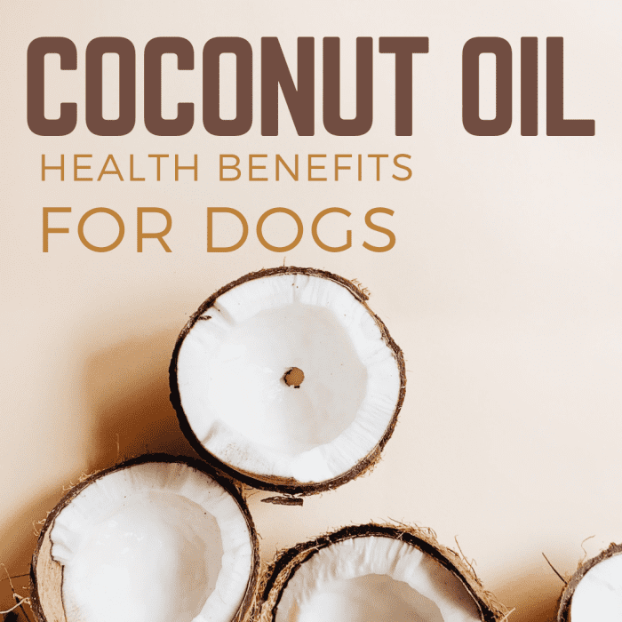 The Benefits of Coconut Oil for Dogs - PetHelpful