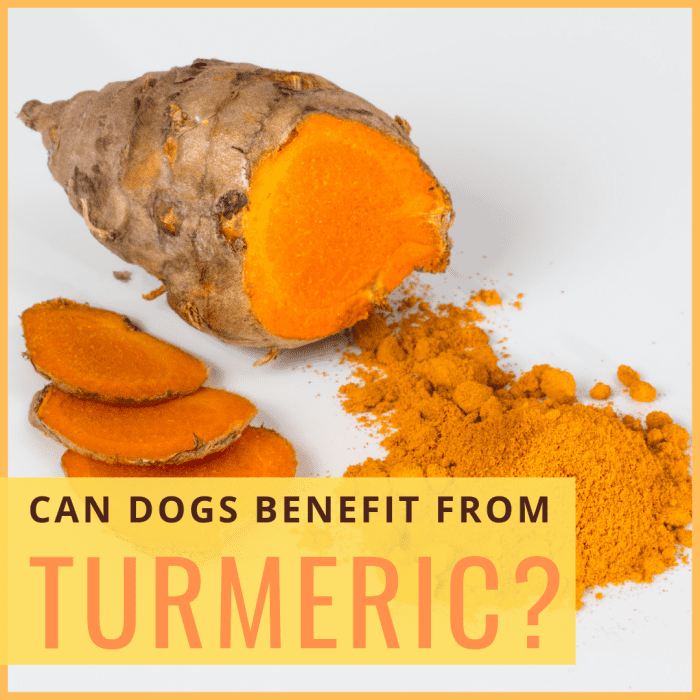 Health Benefits of Turmeric for Dogs PetHelpful
