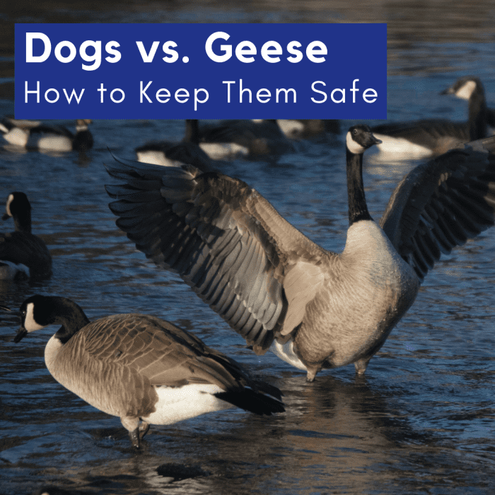 Собаки и гуси: советы по безопасности