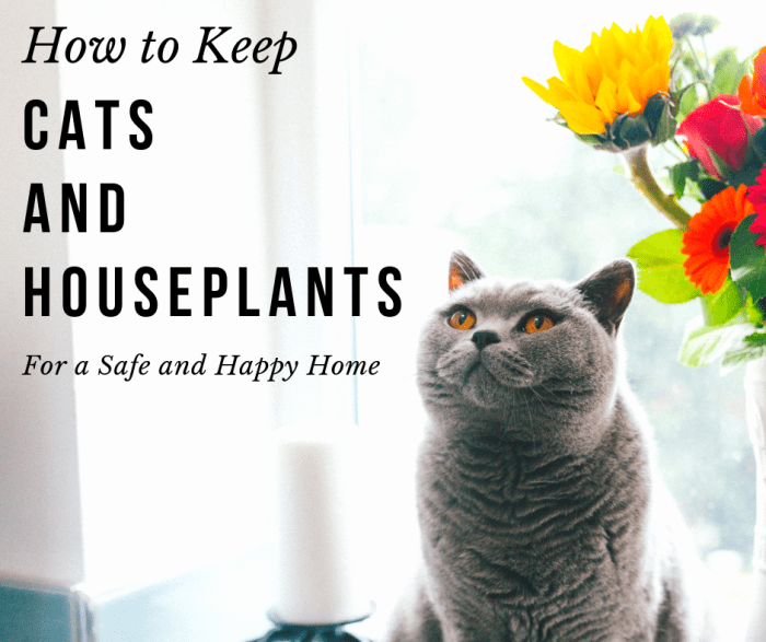How to Choose Cat-Friendly Plants for Your House - PetHelpful
