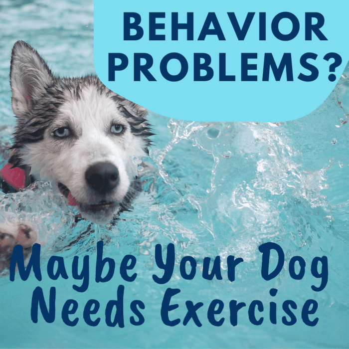 The Benefits of Exercise for Dogs With Behavioral Problems PetHelpful
