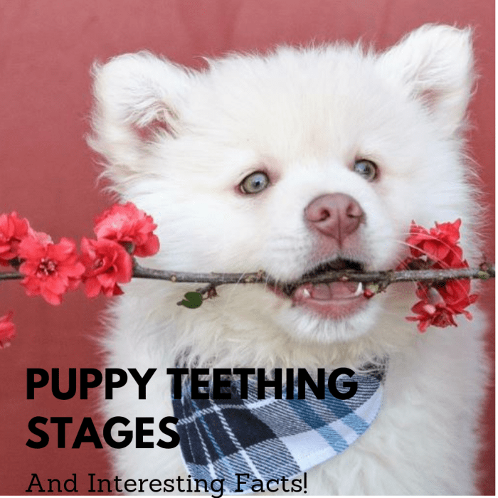 Puppy teeth go through multiple stages.