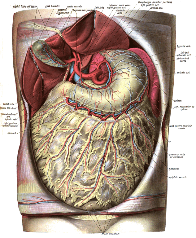 The greater omentum hangs from the stomach like an apron. The liver has been lifted out of the way in this illustration.