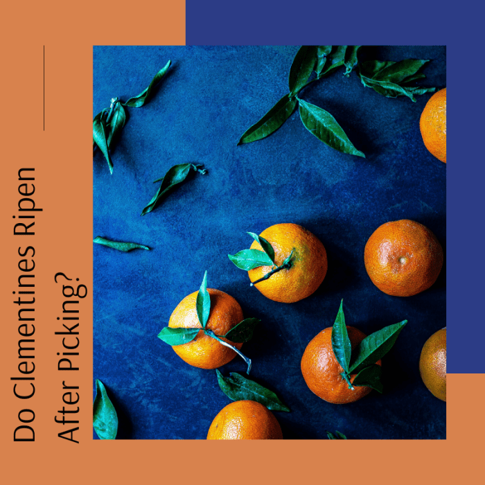 Do Clementines Ripen After Picking? Delishably