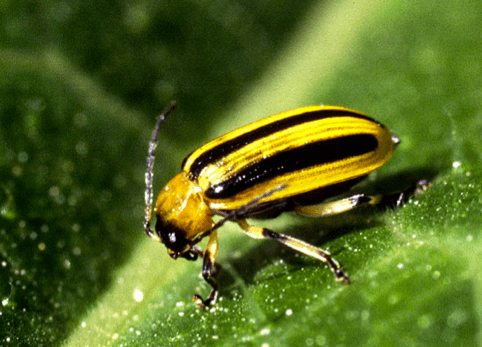 The striped cucumber beetle (Acalymma vittata) causes much more damage than other types of cucumber beetle.