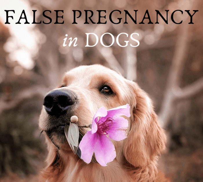 Ложная беременность у собак