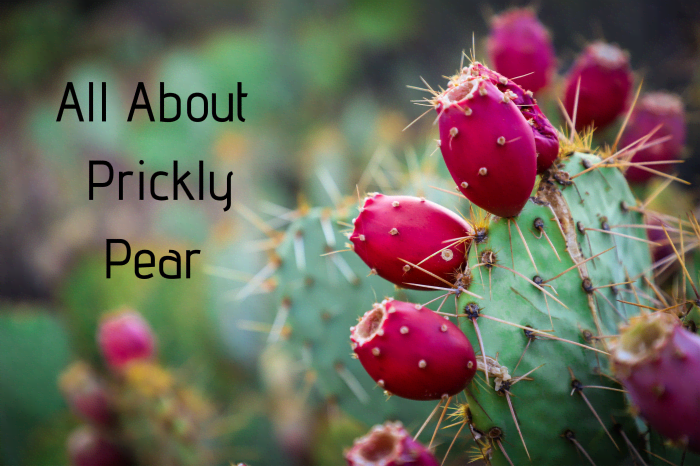 how-to-harvest-prepare-and-eat-prickly-pear-cactus-delishably