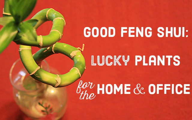 Lucky plants for the home and office