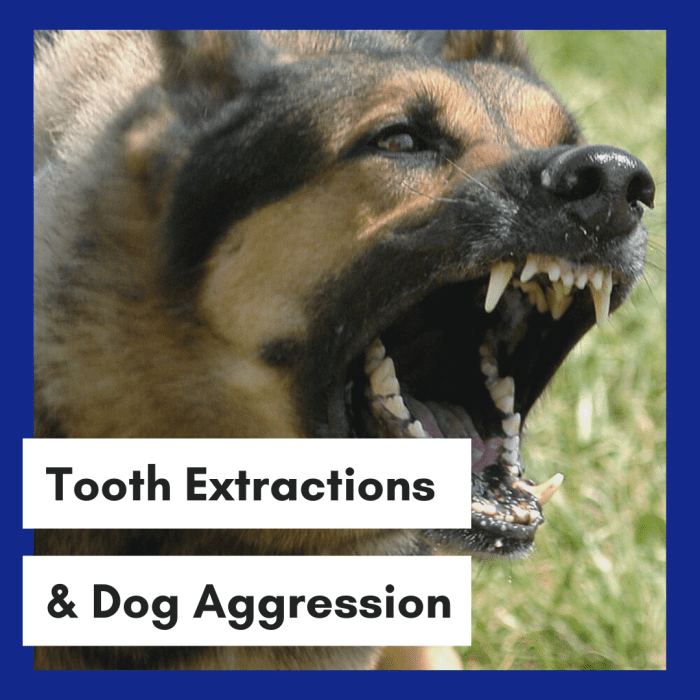 Is "disarming" your dog the easy way out? Should you extract teeth in your dog due to aggression?