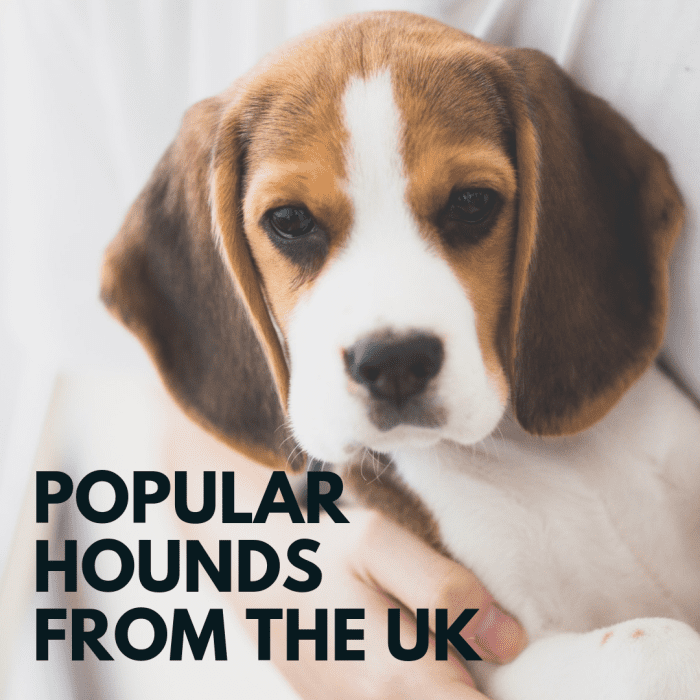 Топ 5 гончих собак в Великобритании