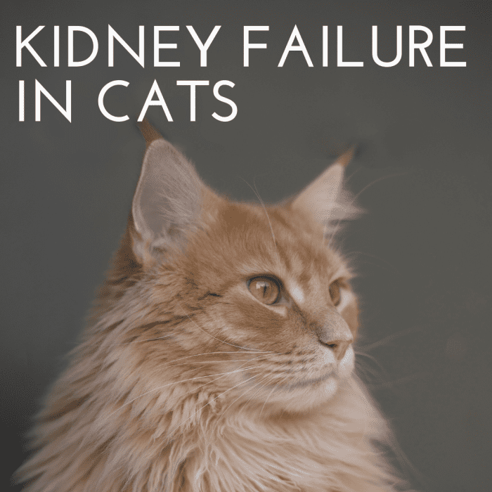 Kidney failure in cats