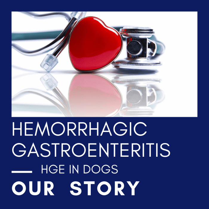 Do you know what Hemorrhagic Gastroenteritis is in dogs? Read on to find out so you can get immediate treatment for your canine companion.