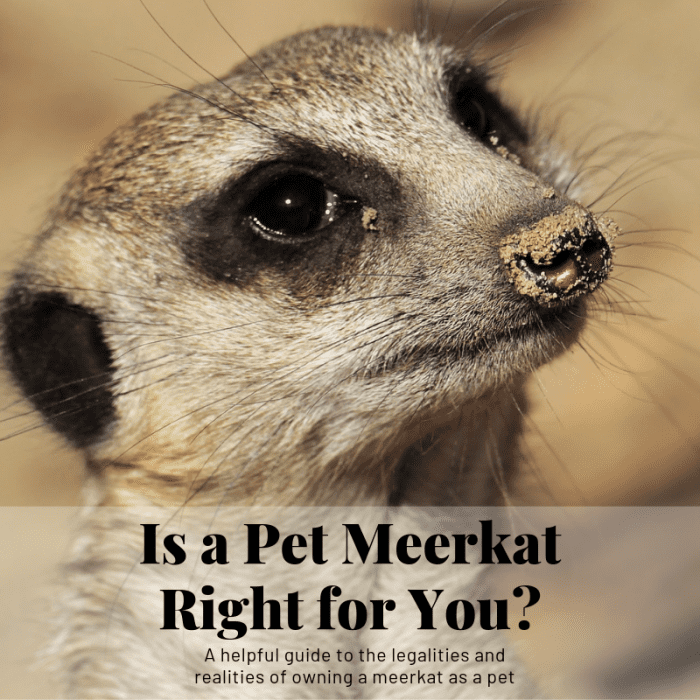 This guide will break down what it's like to own a meerkat as a pet and illustrate why that may not be such a good idea.