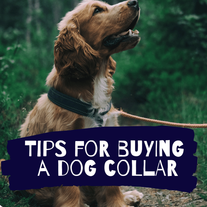 Pros and Cons of Different Types of Dog Collars PetHelpful