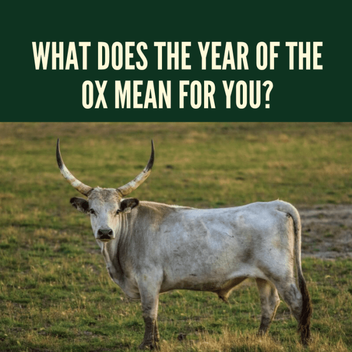 What Does the Year of the Ox Mean for You? Holidappy