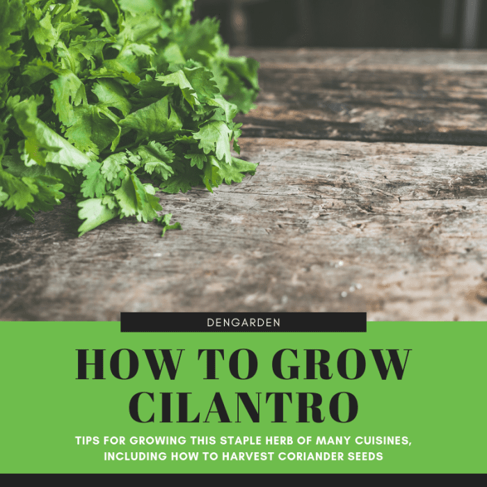 This guide will tell you everything you need to know about growing and caring for this wonderful herb, as well as how to harvest coriander seeds from your plant.