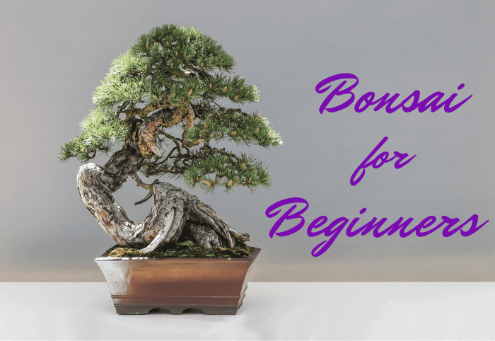 Though it definitely requires some patience and work, growing and crafting your own bonsai is more doable than you might think!