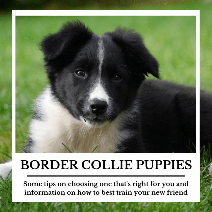 Selecting and Training a Border Collie Puppy - PetHelpful