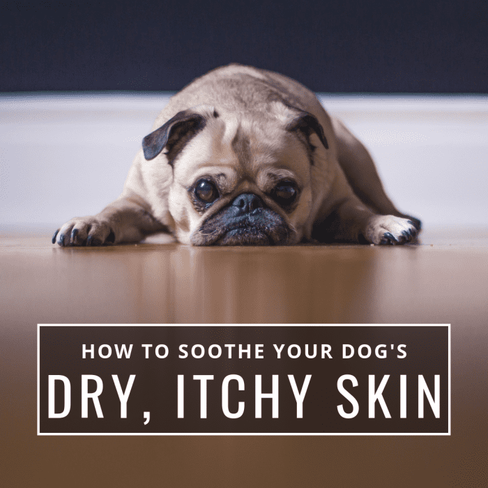 Tips and Remedies to Soothe Itchy or Dry Skin in Dogs - PetHelpful