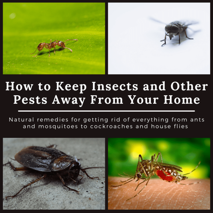 Home Remedies to Nasty Bugs out of Your House - Dengarden