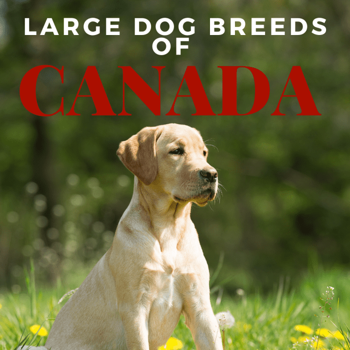 Labrador Retrievers are built to handle the Canadian snow. What other large dog breeds are great in Canada?