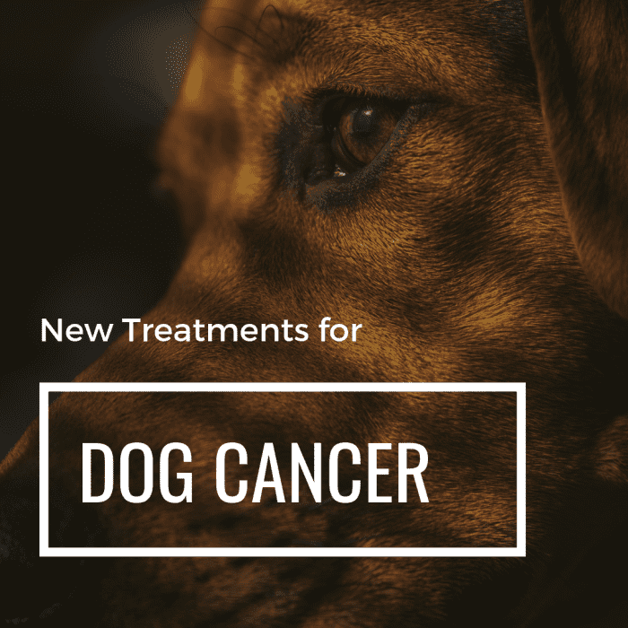 Dog Proven New Treatments That Prolong Life PetHelpful