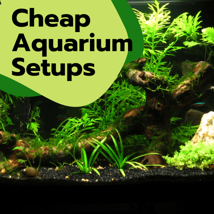 Cheap Alternatives for an Aquarium Setup PetHelpful
