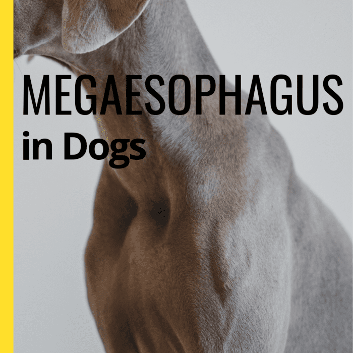 The Best Foods for Dogs With Megaesophagus PetHelpful