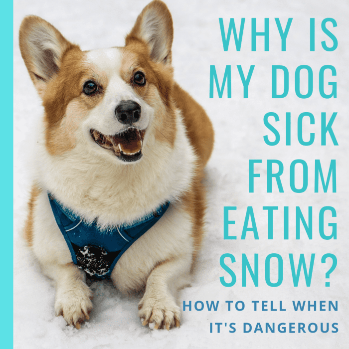 Узнайте, почему собакам нравится есть снег, почему они могут заболеть от него и чем может быть опасно поедание снега. 