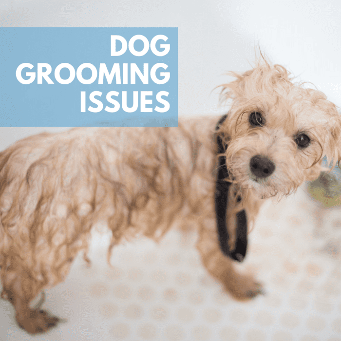 Is grooming your dog a challenge for you? Here are tips and advice on how to go about doing it (or finding someone who can).