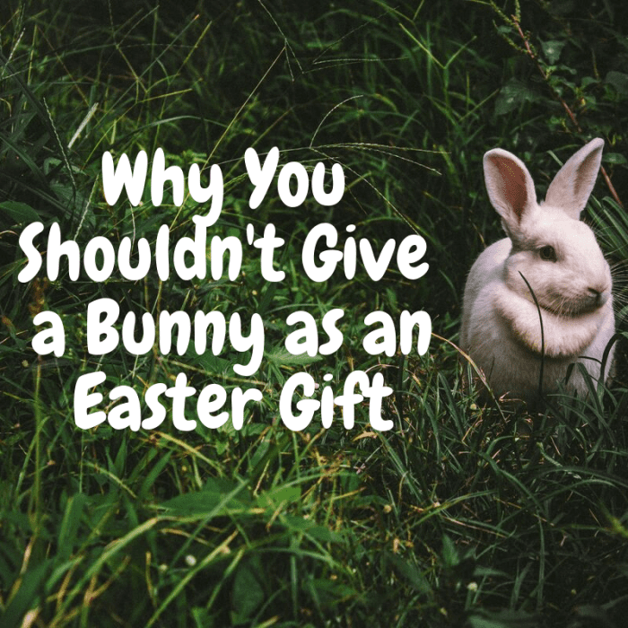 Live animals don't make very good gifts for children, so consider these reasons, this Easter, for why you shouldn't give a child a live rabbit as a gift.
