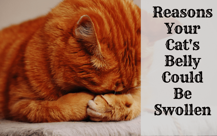 possible-issues-if-your-cat-has-a-swollen-abdomen-or-belly