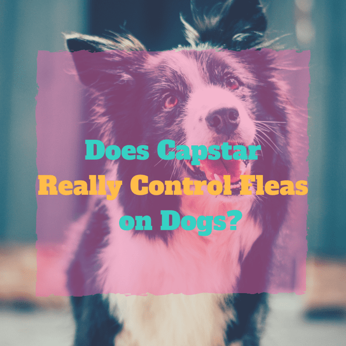 This article discusses how to treat fleas on dogs with Capstar and where to purchase the medication.