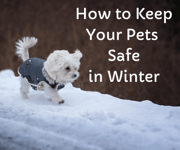 Советы, как держать собак и кошек в тепле и в безопасности в холодную погоду