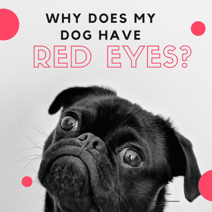 Many eye issues in dogs are mild and easily treatable, but others can be more serious. Learn why your dog's eyes are inflamed (and what to do about it).