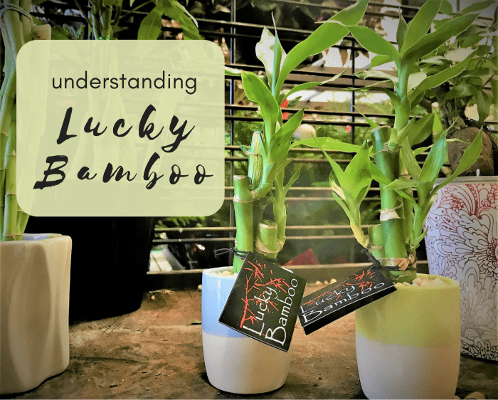 care, growth, and meaning of lucky bamboo - dengarden
