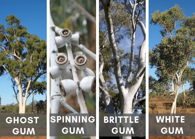 Various White Eucalyptus Trees (Source Links at Bottom of Article)