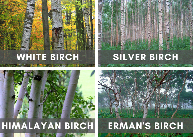 Various White Birch Trees (Source Links at Bottom of Article)