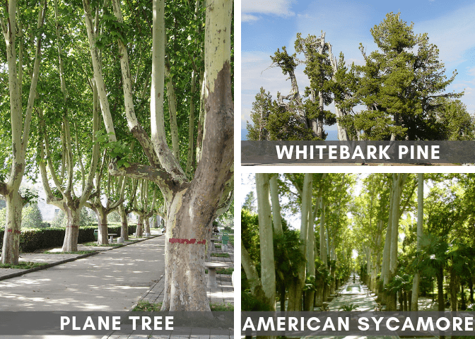 Various White Trees (Source Links at Bottom of Article)