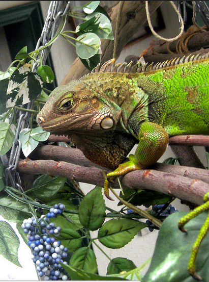Behold, the Green Iguana!