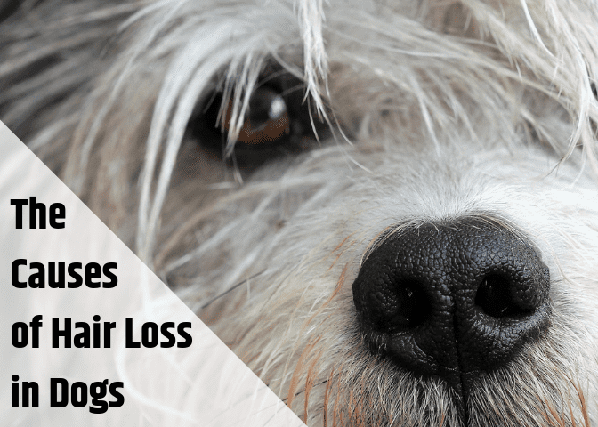 Learn the potential causes of hair loss in dogs, when you should see a vet, and what you can do at home to give your dog relief from itching.
