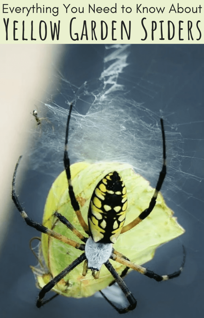 Yellow garden spiders eat relatively large prey, including butterflies and moths, and are known for the distinctive lightning-bolt patterns in their webs (see top middle of photo).