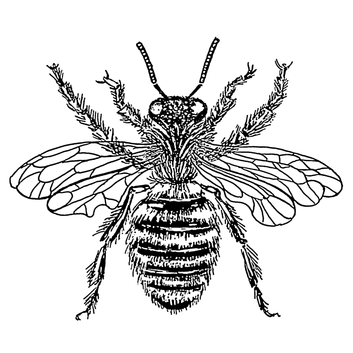 A drawing of a queen bee.