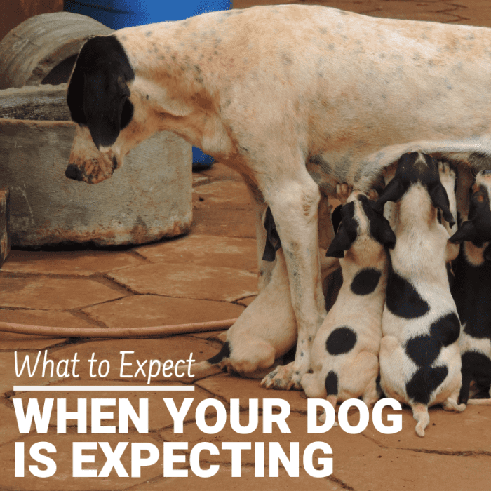 If your dog is pregnant or trying to conceive, learn about the puppy development and birthing process so you know how to prepare and what to expect.