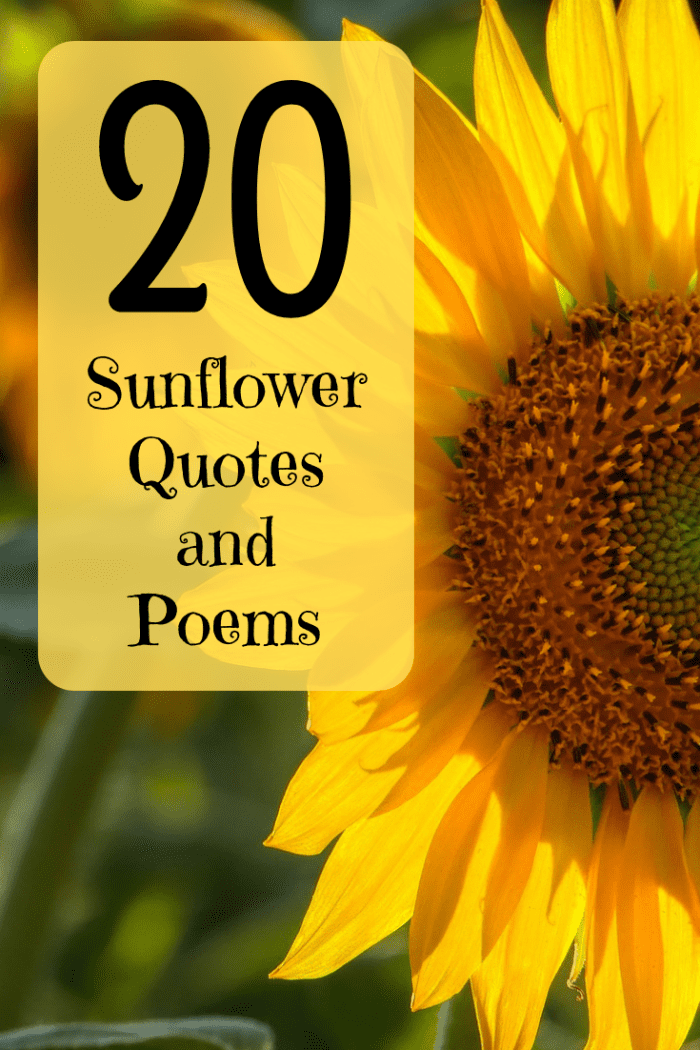 Read some cheerful quotes, sayings, and poems centered on the sunflower, and learn some fun facts about these flowers, too!